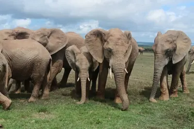 Parque Addo Elephant y tour a Cape Recife desde Port Elizabeth