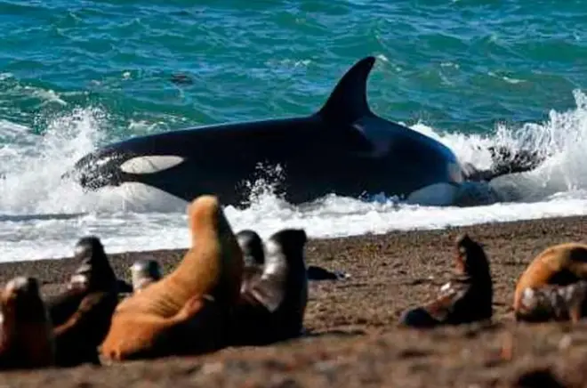 Península Valdés saindo de Puerto Madryn: Vida selvagem e penhascos