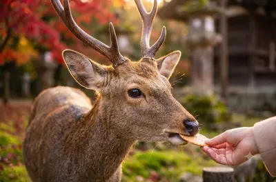 Nara-Tour mit englischsprachigem Guide: Vier Tempel und Hirschpark