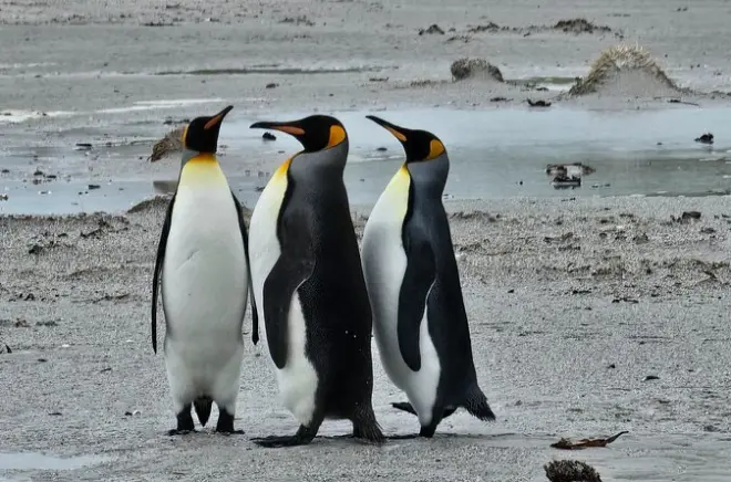 Îles Malouines visite pingouins : Bertha Beach et Gypsy Cove