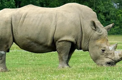 Tala Game Reserve, Natal Park & Phezulu Safari from Durban