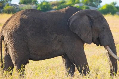 Erleben sie eine 7-tägige lodge-safari in tansania mit pirschfahrten im serengeti-, ngorongoro-krater-, tarangire- und manyara-see. privater jeep, erfahrene guides, alle lodges inklusive.