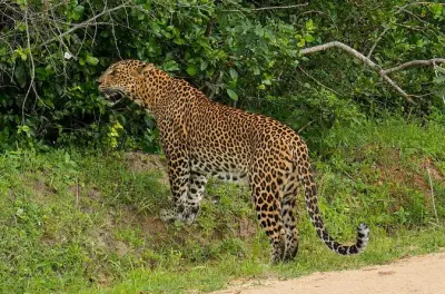 Safari privé au parc national de Yala : Léopards et animaux sauvages