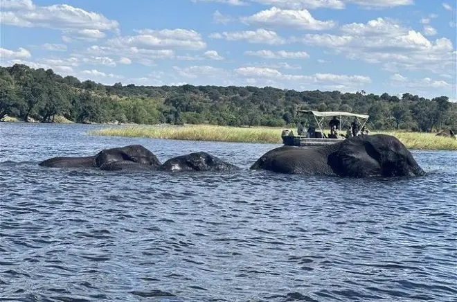 Safari a Chobe da Livingstone con crociera e game drive