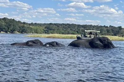 Chobe Safari Day Trip from Livingstone: River Cruise & Game Drive