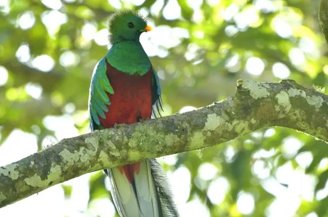 Observation du quetzal à Santiago Atitlán et forêt de nuages