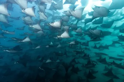 Mobula rays e baleias: Passeio de um dia no mar de Cortez