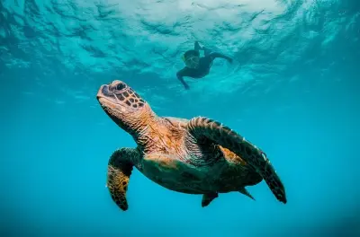 Snorkeling at Daymaniyat Islands: UNESCO marine sanctuary