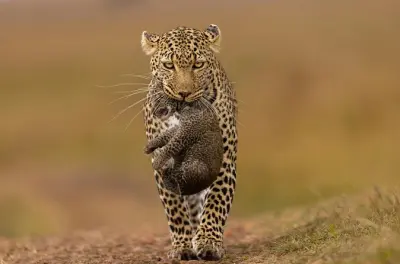 Yala Safari: Leopardentour im maßgeschneiderten 4x4 Jeep
