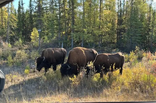 Bison und North Arm Scenic Highway ab Yellowknife