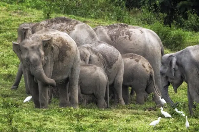 Kui Buri wild elephant watching tour from Hua Hin