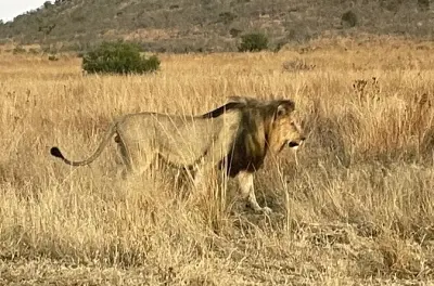 Safari nel parco nazionale di Pilanesberg: Fauna dei Big 5