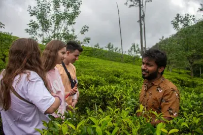 Ella Teeplantage: Ceylon-Tee probieren und bewerten lernen