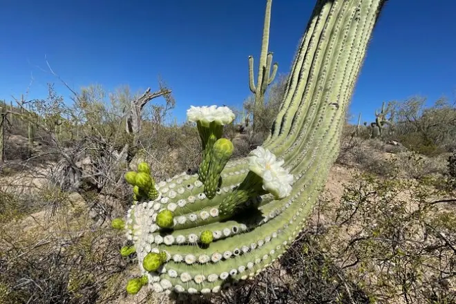 Escursioni guidate nel Saguaro National Park: Sei zone climatiche