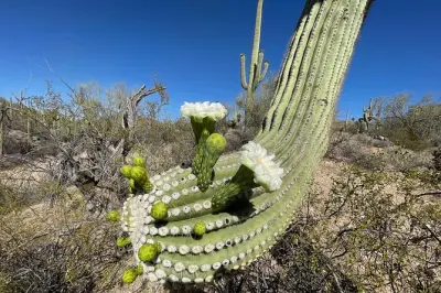 Saguaro National Park Guided Hikes: Six Climate Zones