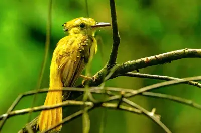 Réserve de Churute près de Guayaquil : Plus de 300 espèces d’oiseaux