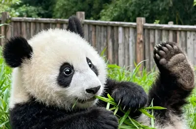 Chengdu Pandas & Leshan Riesenbuddha: Privattour mit dem Zug
