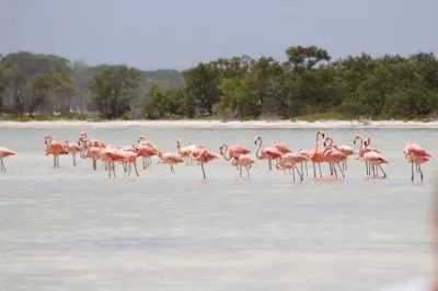 Rio Lagartos Eco Safari: Flamingos, Krokodile & Naturführer