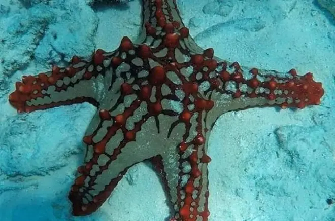 Zanzibar: Snorkel com estrelas-do-mar, corais e almoço marítimo