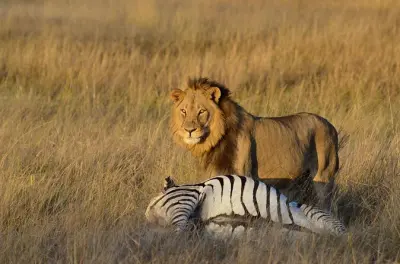 Victoria Falls safari 3 dias: Safáris em Hwange e rastreamento de elefantes à noite