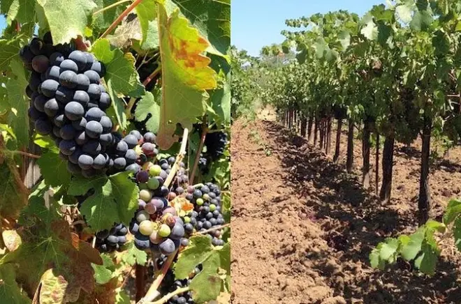 Santa Ynez Valley Weinverkostung: 3 Weingüter, Mittagessen