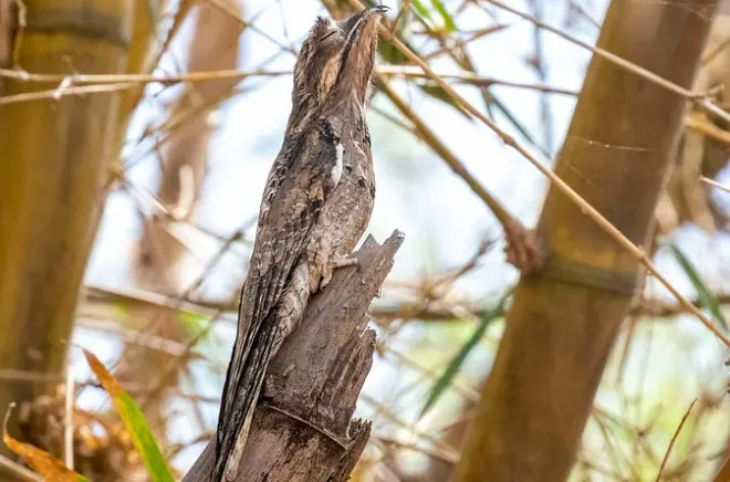 Birdwatching tour Cerro Blanco from Guayaquil: Endemic species