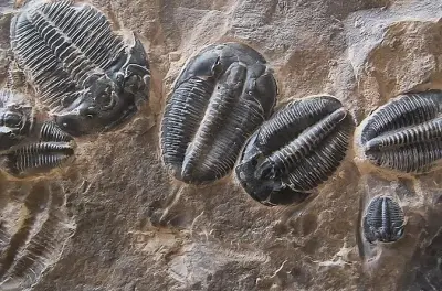 Fossil Dig in Utah: Collect Your Own Trilobites