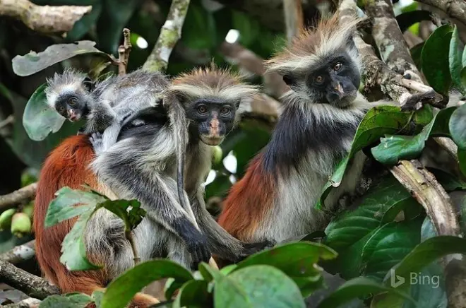 Zanzibar tour: Jozani Forest, Kuza Cave & Paje Beach