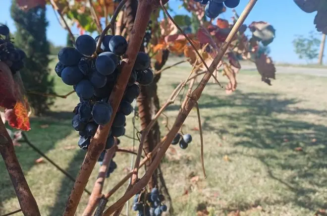 E-Bike & Wine Tour Modena: 6 Lambrusco Tastings in the Cellar