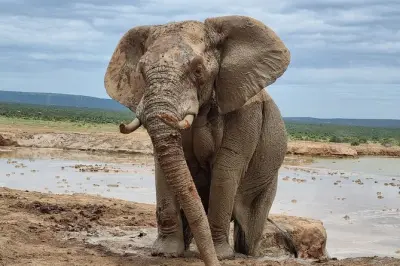 Safari en Addo Elephant y Kragga Kamma desde Port Elizabeth