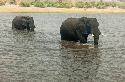7-Day Victoria Falls, Chobe & Okavango tour from Zimbabwe