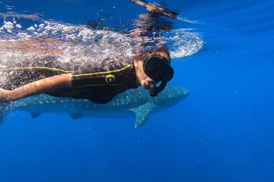 Nada con tiburones ballena en riviera maya, avista delfines y tortugas, disfruta ceviche fresco y snorkel en isla mujeres—incluye guía, desayuno y equipo completo.