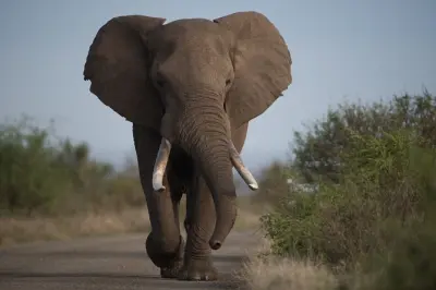 2-Tage Amboseli Nationalpark Safari: Kilimandscharo & Wildtiere