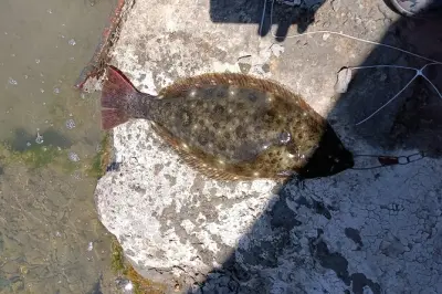 Pescare l'halibut dai moli in California: Prendi l'esca da solo