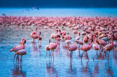 Parque Nacional do Lago Nakuru: Tour privado saindo de Nairobi