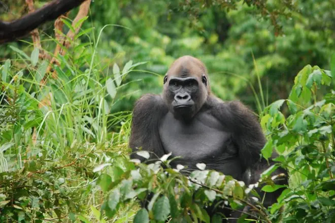 Gorilla Tour Lesio Luna Reserve: Silverbacks & Orphans