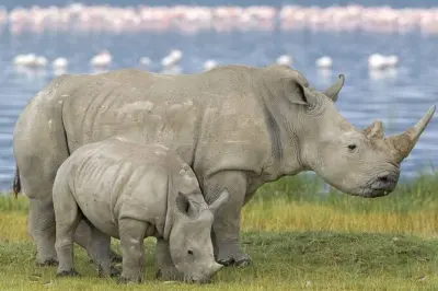 Safari de medio día para ver animales en Durban: Tala y Natal Park