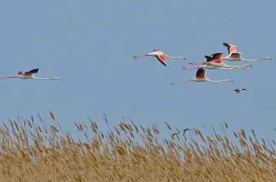 Léopards persans et oiseaux au parc Hirkan et réserve Qizil-Aghach