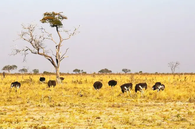 Chobe Nationalpark: Pirschfahrt & Bootstour