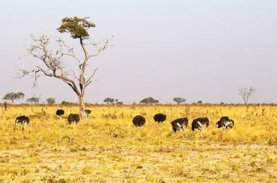 Parc national de Chobe : Safari et croisière en bateau