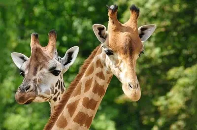Centre des girafes et musée Karen Blixen à Nairobi