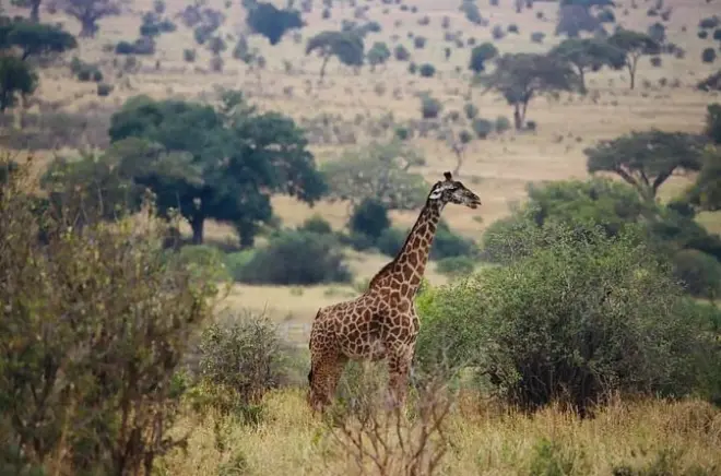 Safari 3 dias em Tarangire e Cratera de Ngorongoro desde Moshi
