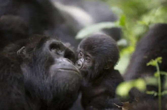 8-Day Uganda Safari: Gorillas, Chimps & Four National Parks
