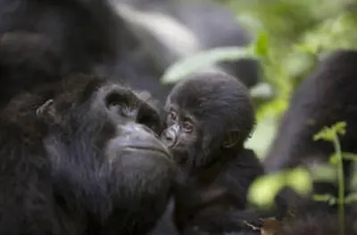 Uganda 8 giorni: Gorilla, scimpanzé e quattro parchi nazionali
