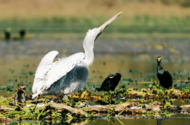 Virpazar Skadar-See Vogelbeobachtungstour: Frühe Bootsfahrt