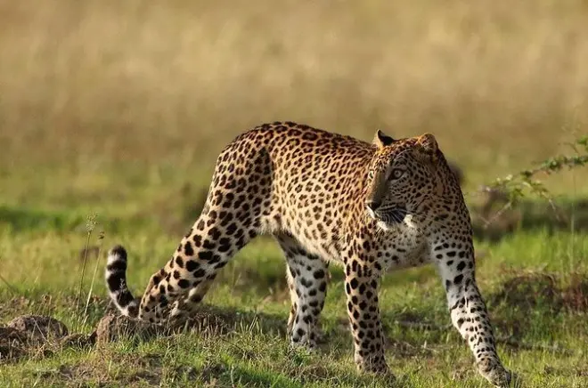 Safari privato nel parco di Yala con leopardi e fauna selvatica