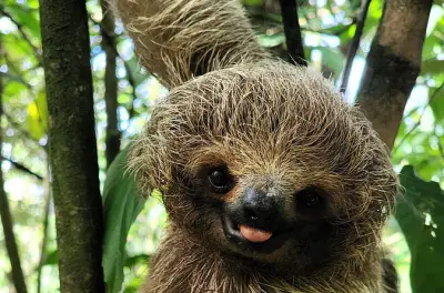 2-Day Animal Lovers Combo: Sloths, Rio Celeste & Palo Verde