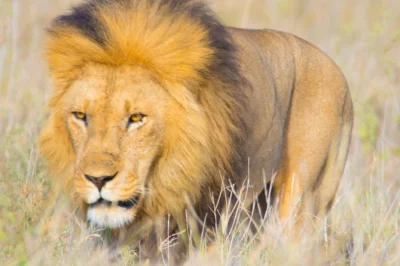 Erleben sie afrikas big five auf einer 5-tägigen lodge-safari in tansania. besuchen sie serengeti, den ngorongoro-krater und den lake manyara mit erfahrenen guides und komfortablen lodges.