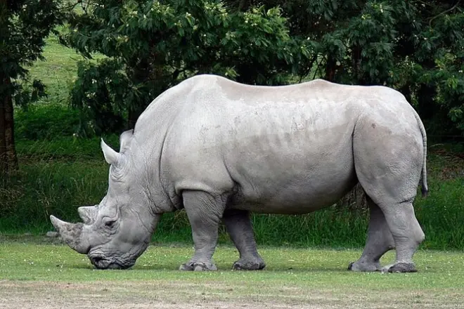 Tour em Tala Game Reserve e Natal Park: Rinocerontes e Elefantes