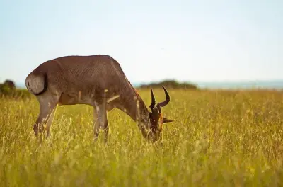 3-Day Serengeti and Ngorongoro Crater Safari from Moshi